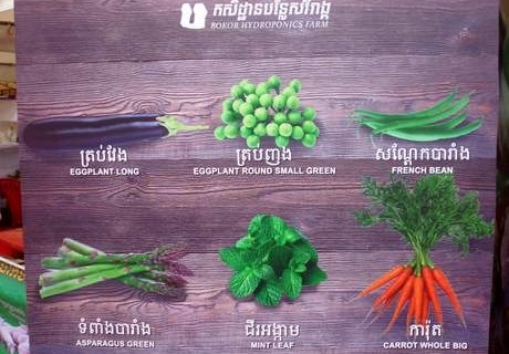 bokor-hydroponics-farm1