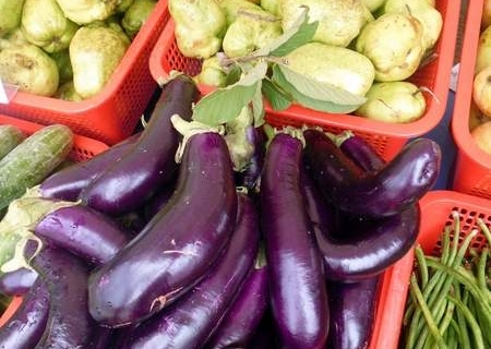 bokor-hydroponics-farm10