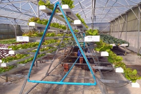 bokor-hydroponics-farm10