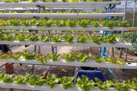 bokor-hydroponics-farm11