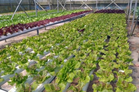 bokor-hydroponics-farm12
