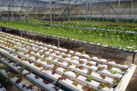 bokor-hydroponics-farm13