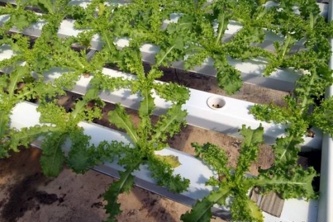 bokor-hydroponics-farm14