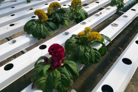 bokor-hydroponics-farm15