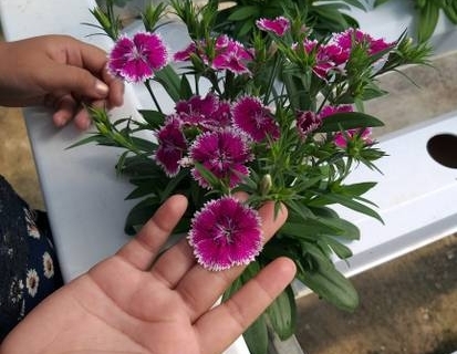 bokor-hydroponics-farm17