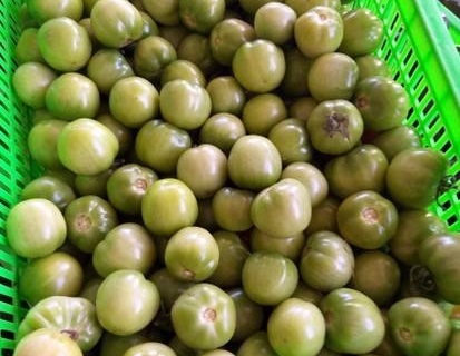 bokor-hydroponics-farm18