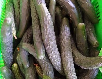 bokor-hydroponics-farm19