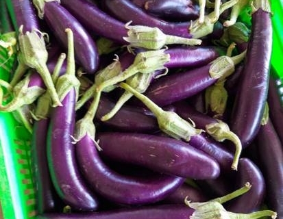 bokor-hydroponics-farm20