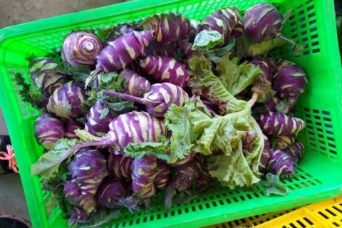 bokor-hydroponics-farm21