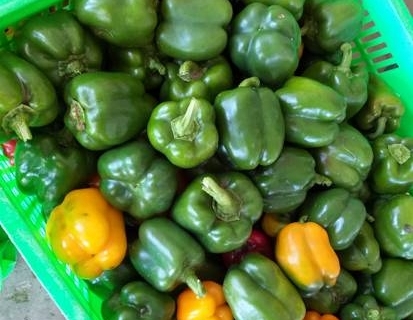 bokor-hydroponics-farm22