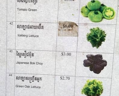 bokor-hydroponics-farm28