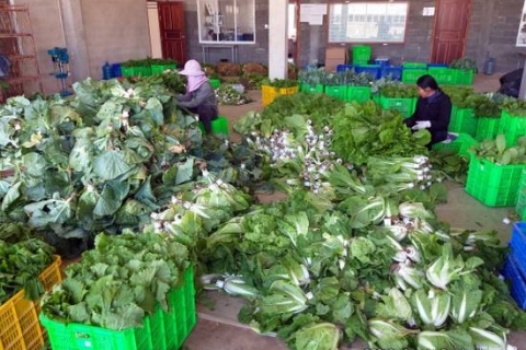 bokor-hydroponics-farm32