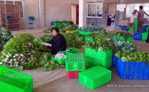 bokor-hydroponics-farm4