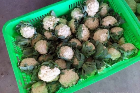 bokor-hydroponics-farm6