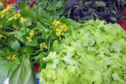 bokor-hydroponics-farm8