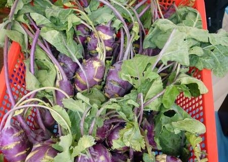 bokor-hydroponics-farm9