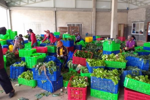 bokor-hydroponics-farm