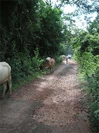 cowbokor