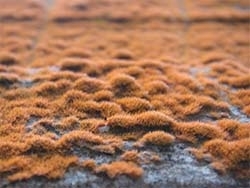 mossbokor