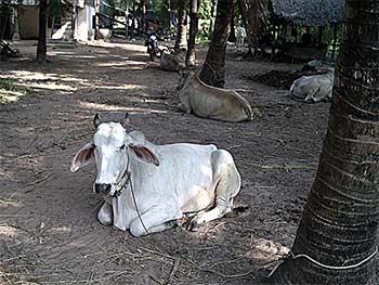 a cow in kampot