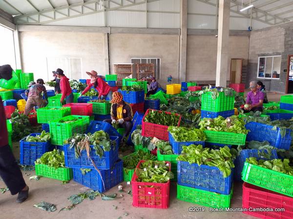 Bokor Hydroponics Garden