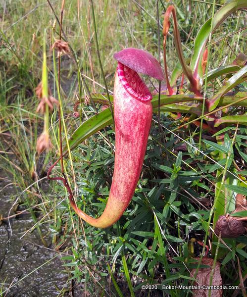 Pitcher Plant on Bokor Mountain