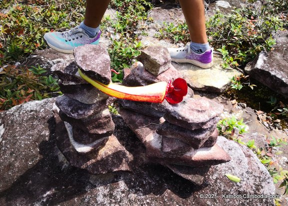 Pitcher Plant on rocks