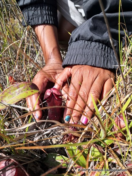 Pitcher Plant